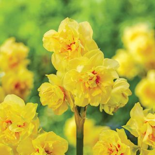 Fairness Daffodil Thumbnail
